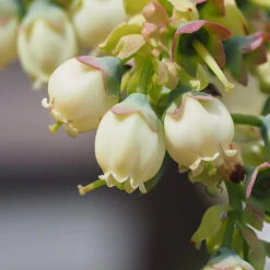 Top Hat Blueberry Bush 10 Top Hat Blueberry Bush -Plant Seed Store TopHat BLueberry 3