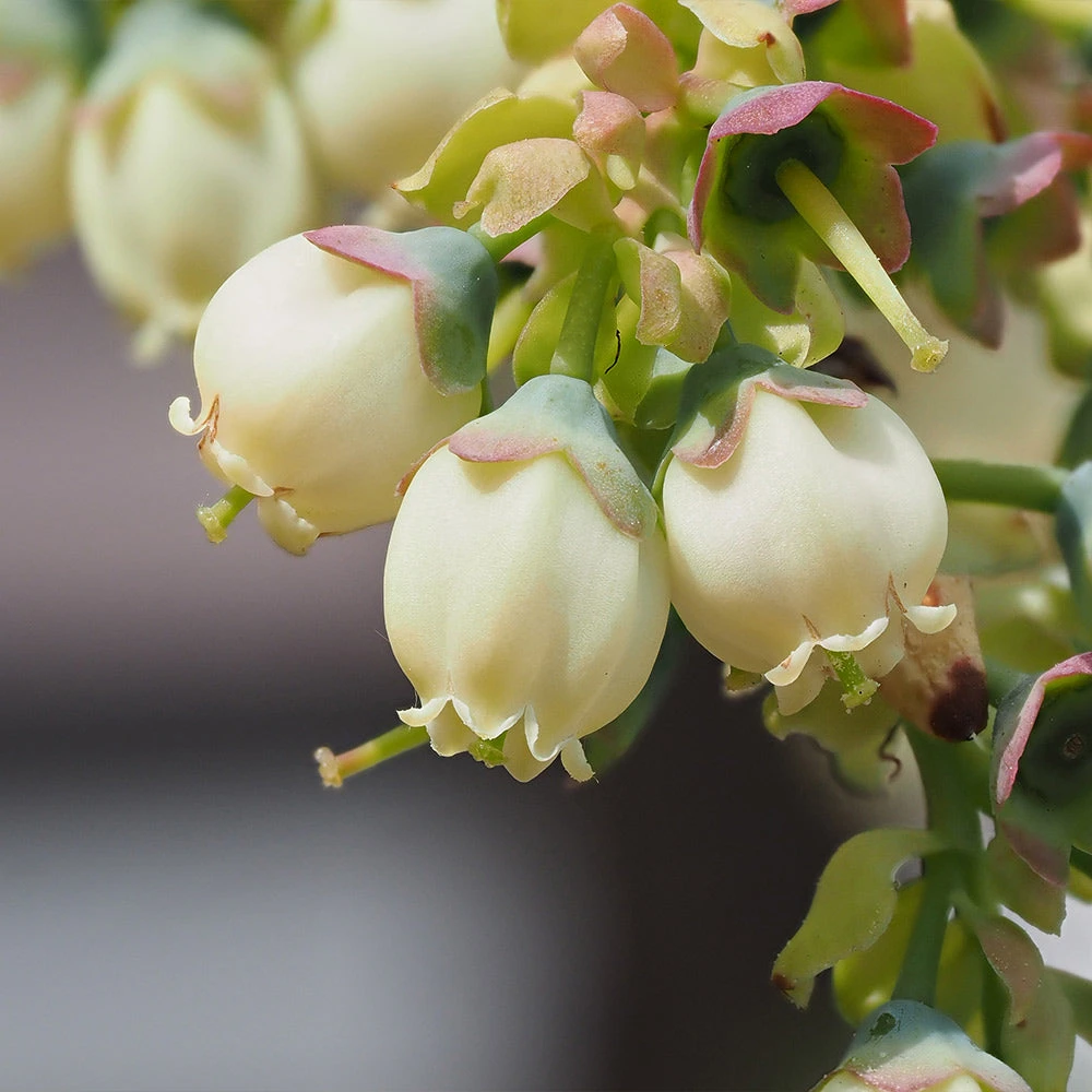 Top Hat Blueberry Bush 5 Top Hat Blueberry Bush - Image 3
