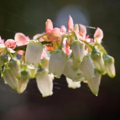 Toro Blueberry Bush - USDA Organic -Plant Seed Store Toro Blueberry 3 1cbc3ceb 6262 43bb 917a 490851827d67