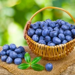 Toro Blueberry Bush - USDA Organic -Plant Seed Store Toro Blueberry 4 0b9c22dc cbb4 4570 b53b 7c2d633a264d