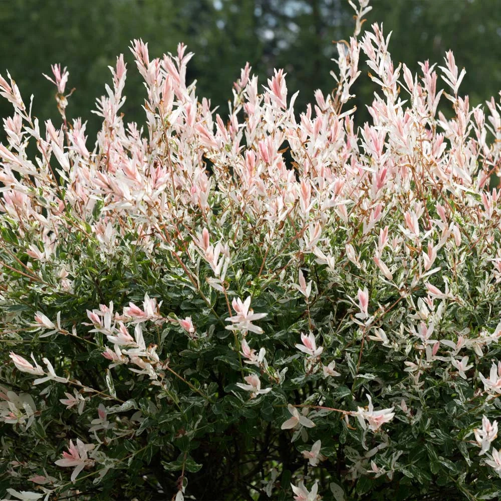 Tri-Color Dappled Willow 6 Tri-Color Dappled Willow - Image 4