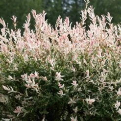 Tri-Color Willow Tree -Plant Seed Store Tri color Willow 1 FGT 7d486ca6 2975 4fd2 8639 4e87e9aac05c