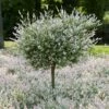 Tri-Color Willow Tree 2 Tri-Color Willow Tree -Plant Seed Store Tri color Willow Tree 600x600 FGT