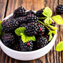 Triple Crown Blackberry Plant - USDA Organic -Plant Seed Store Triple Crown Blackberry 2 f4c1707d 0278 4583 832b 171127df1ba2
