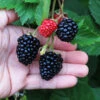 Triple Crown Blackberry Plant - USDA Organic -Plant Seed Store Triple Crown Blackberry 600x600 4738c29c 5a3b 48de 9f14 21b727d2b5a2