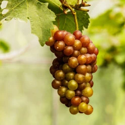 Triumph Muscadine Grapes -Plant Seed Store Triumph Muscadine 1