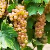 Triumph Muscadine Grapes 1 Triumph Muscadine Grapes -Plant Seed Store Triumph Muscadine FGT 600x600 cfbb23d6 9d48 48f7 8c6d 1ded3a7ff912