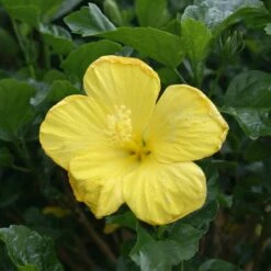 Yellow Tropical Hibiscus Tree -Plant Seed Store Tropical Hibiscus Yellow 3