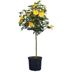 Yellow Tropical Hibiscus Tree -Plant Seed Store Tropical Hibiscus Yellow 4