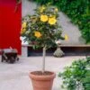 Yellow Tropical Hibiscus Tree -Plant Seed Store Tropical Hibiscus Yellow FGT 600x600 fc3eae3c 4fde 45b0 8545 fdf2d03ffcb8