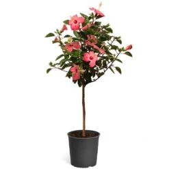 Pink Tropical Hibiscus Tree -Plant Seed Store Tropical Pink Hibiscus 2