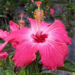 Pink Tropical Hibiscus Tree -Plant Seed Store Tropical Pink Hibiscus 3 FGT