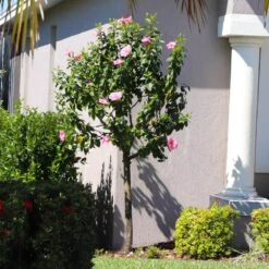 Pink Tropical Hibiscus Tree -Plant Seed Store Tropical Pink Hibiscus 6