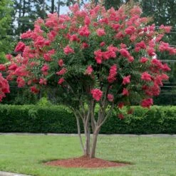 Tuscarora Crape Myrtle -Plant Seed Store Tuscarora Crape myrtle 2 FGT
