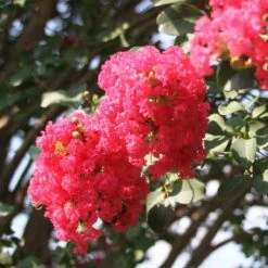 Tuscarora Crape Myrtle -Plant Seed Store Tuscarora Crape myrtle 3 FGT 46501984 c79d 4134 8b82 034ad776e0f8