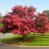 Tuscarora Crape Myrtle -Plant Seed Store Tuscarora Crape myrtle FGT 600x600 84aface4 fad6 4848 bef1 0d52f97667fb