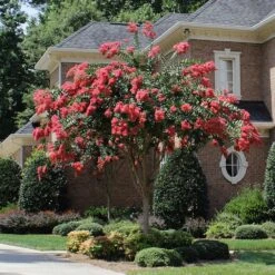 Tuscarora Crape Myrtle -Plant Seed Store Tuscarora Crape myrtle single trunk
