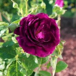 Twilight Rose Shrub -Plant Seed Store Twilight Rose Shrub 1
