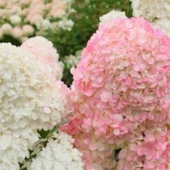 Vanilla Strawberry™ Hydrangea Shrub 8 Vanilla Strawberry™ Hydrangea Shrub -Plant Seed Store Vanilla Strawberry Hydrangea 2 FGT