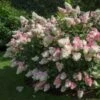 Vanilla Strawberry™ Hydrangea Shrub -Plant Seed Store Vanilla Strawberry Hydrangea FGT 600x600 4867194f d96b 47ef 8e0e 42a2f236ee41