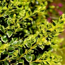 Variegated Boxwood Shrub -Plant Seed Store Variegated Boxwood 4 FGT