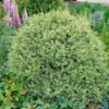 Variegated Boxwood Shrub -Plant Seed Store Variegated Boxwood FGT 600x600 15885245 1f25 4136 b802 41814201f8b5