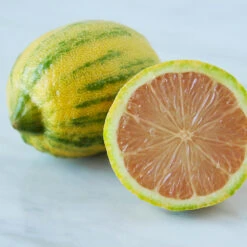 Pink Variegated Eureka Lemon Tree 10 Pink Variegated Eureka Lemon Tree -Plant Seed Store Variegated Pink Eureka 4 fdbc4f73 e6aa 4d9c 8d87 a393440eb4fb