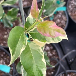 Pink Variegated Eureka Lemon Tree 13 Pink Variegated Eureka Lemon Tree -Plant Seed Store Variegated Pink Eureka 7 056a21e5 a8ca 49f0 ab7f 8c763a03bbd9