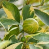 Pink Variegated Eureka Lemon Tree 2 Pink Variegated Eureka Lemon Tree -Plant Seed Store Variegated Pink Eureka FGT 600x600 28047feb ac18 41c2 bc96 59d832f1d942