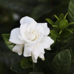 Gardenia 'Veitchii' Shrub -Plant Seed Store Veitchii Gardenia 2 FGT