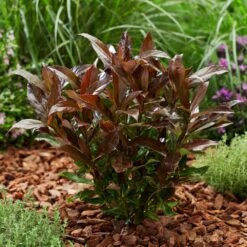 Coppertop® Sweet Viburnum Shrub -Plant Seed Store Viburnum Coppertop 2