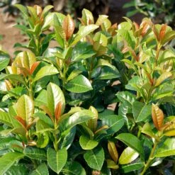 Volcano Cherry Laurel -Plant Seed Store Volcano Laurel 3 FGT