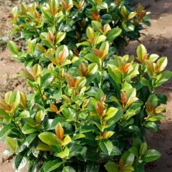 Volcano Cherry Laurel -Plant Seed Store Volcano Laurel 4