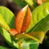 Volcano Cherry Laurel -Plant Seed Store Volcano Laurel FGT 600x600 5b1227ca 084f 4e2e 90ae 343c02974e7c