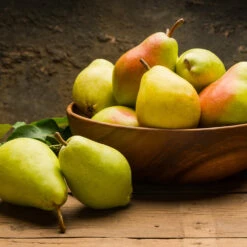 Warren Pear Tree 9 Warren Pear Tree -Plant Seed Store Warren Pear Tree 1