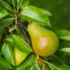 Warren Pear Tree -Plant Seed Store Warren Pear Tree 600x600 daf30642 4b77 4450 b4a7 cdf417b4a88d