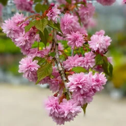 Weeping Extraordinaire™ Cherry Tree -Plant Seed Store Weeping Extraordinaire Cherry 2