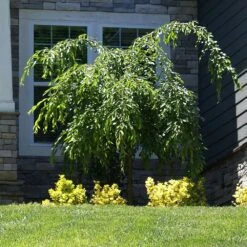 Weeping Extraordinaire™ Cherry Tree -Plant Seed Store Weeping Extraordinaire Cherry 4