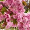 Weeping Extraordinaire™ Cherry Tree -Plant Seed Store Weeping Extraordinaire Cherry 600x600 6db8ddad cd8c 43b7 9fde 4fb4a2d1ced2