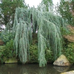 Weeping Blue Atlas Cedar Tree -Plant Seed Store Weeping Blue atlas Cedar 1