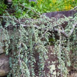 Weeping Blue Atlas Cedar Tree -Plant Seed Store Weeping Blue atlas Cedar 5 FGT