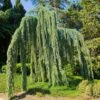 Weeping Blue Atlas Cedar Tree -Plant Seed Store Weeping Blue atlas Cedar FGT 600x600 620d59be 203f 4004 b56d 59c520d54305