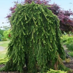 Weeping Norway Spruce Tree -Plant Seed Store Weeping Norway SPruce 2