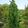 Weeping Norway Spruce Tree -Plant Seed Store Weeping Norway SPruce FGT 600x600 d111cbd0 5666 4827 8dfd af7284e7506e