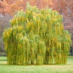 Weeping Willow -Plant Seed Store Weeping Willow 11 FGT