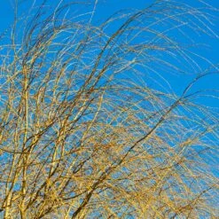 Weeping Willow -Plant Seed Store Weeping Willow 14