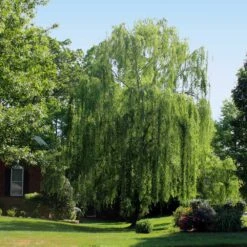 Weeping Willow -Plant Seed Store Weeping Willow 2 FGT