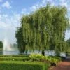 Weeping Willow -Plant Seed Store Weeping Willow FGT 600x600 b02e8bcf 24b9 48b6 9038 817ddd25cb18