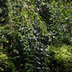 Weeping Yoshino Cherry Tree -Plant Seed Store Weeping Yoshino Cherry 3