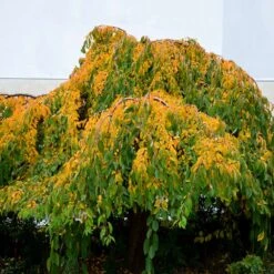 Weeping Yoshino Cherry Tree -Plant Seed Store Weeping Yoshino Cherry 4